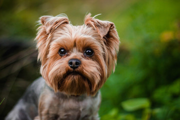 portrait of a Terrier