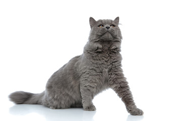 british longhair cat sitting and looking ahead arrogant