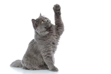 Keuken spatwand met foto british longhair cat sitting and trying to reach something serious © Viorel Sima