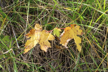 Первые жёлтые листья в сентябре.