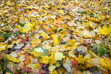 Fallen bright autumn leaves on the grass