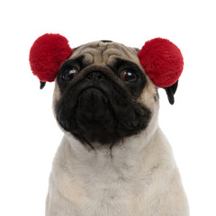 Close up of upset pug wearing red earmuffs