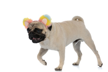 Obraz premium Determined pug walking and wearing a headband with colorful ears
