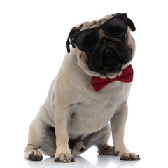 Brave pug wearing sunglasses and a red bowtie