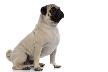 Side view of a dutiful pug looking forward
