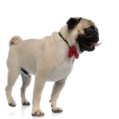 Side view of a panting pug wearing a bowtie