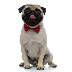 Adorable pug panting while wearing a red bowtie