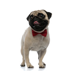 Cheerful pug wearing a bow tie and panting