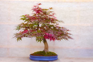 Fotobehang Bonsai  Red bonsai tree on beige background  © martinlisner