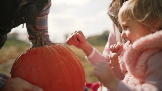 Daddy gives pumpkin to baby. Pumpkin farm