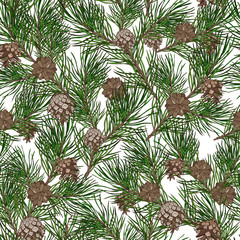 Christmas plants, pine branches with cones, seamless vector illustration