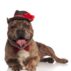 adorable american bully wearing black hat and bowtie