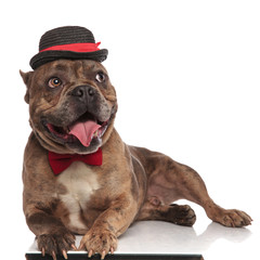 cute american bully wearing hat and bowtie