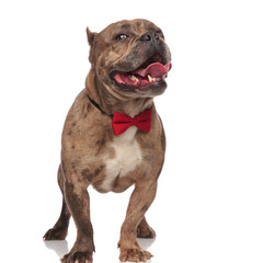 happy american bully wearing red bowtie and sticking out tongue