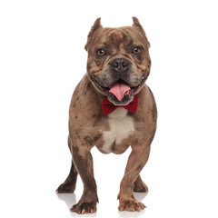 Obraz premium cute american bully wearing red bowtie and panting