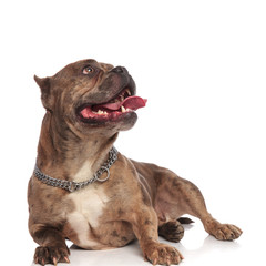 Obraz premium happy american bully looking up and panting