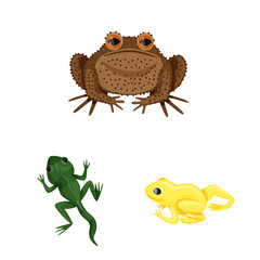 Isolated object of frog and anuran sign. Collection of frog and animal stock symbol for web.
