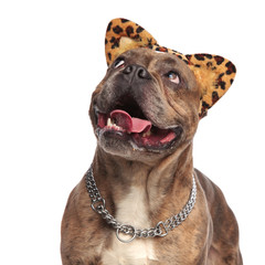 happy american bully wearing animal print ears and looking up