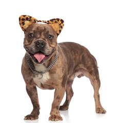 cute american bully wearing leopard ears and silver collar