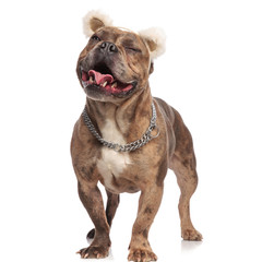 smiling american bully wearing ears and silver collar