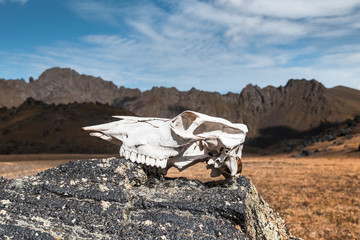 Seashell on the sea at sunset. Sunset on the sea coast.