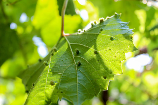 Foglie d'uva con fillosera