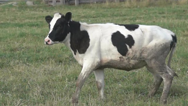 Young heffer gets up from the pasture, livestock breeding. Super slow motion 1000 fps