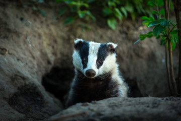 Badger, (Scientific name: Meles Meles) wild, native badger, facing forward and emerging from the badger sett. Landscape, horizontal. Space for copy.