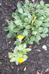 Autumn flowers on the lawn on a sunny day