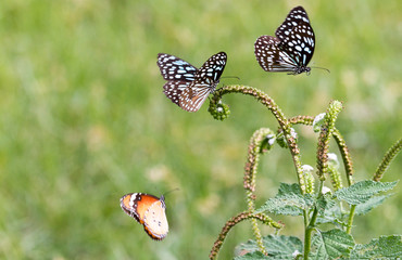 Obraz premium two blue butterflies and one orange butterfly flying and feeding on a green plant in a green grass field around an empty lake in South India - Tiruvannamalai 2019