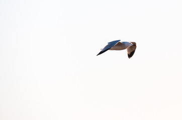 Seagull in flight on white background