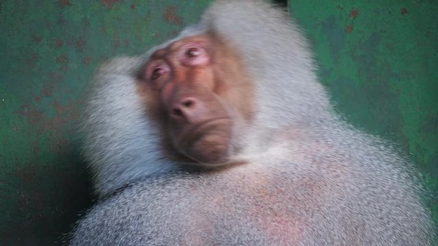 Portrait of a funny shy hamadryas baboon in a zoo cage. Close up.