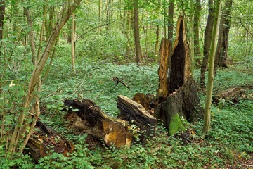 Deadwood in the forest