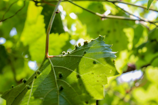 Foglie di vite con fillosera