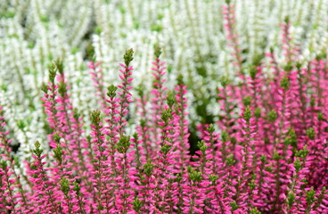 Erika - Heidekraut - Herbstblume - Friedhofsblume