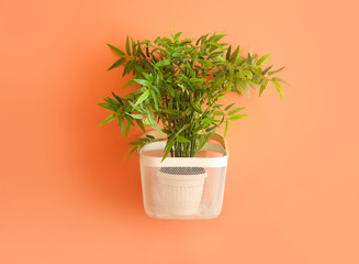 Green houseplant hanging on color wall