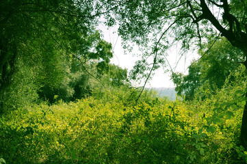 Flowers and berries, Jijel, Algeria, Africa