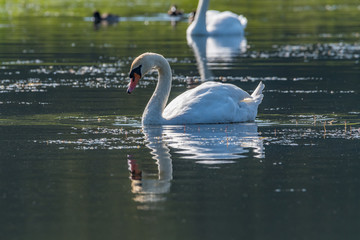 Swan in the lake