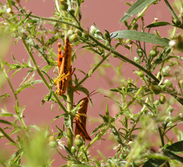 Flowers and insects, Jijel, algeria, Africa