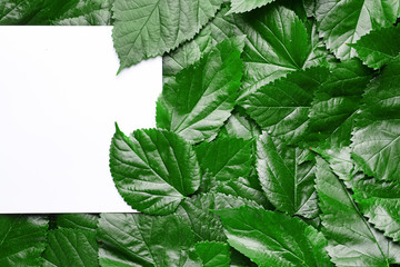 Empty card with green leaves