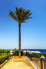 beach with palm trees