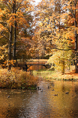 October autumn park in Russia, lake with red leaves and reflection in the lake, Alexander Park,...