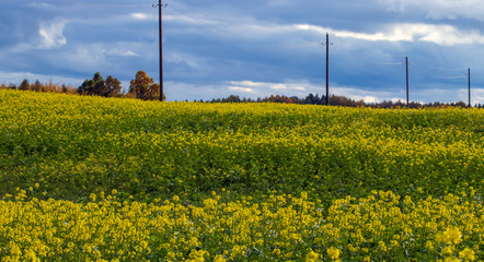 Fields with crops of oilseed rape in the autumn