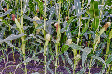 Corn plants