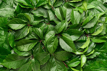 Many green leaves as background