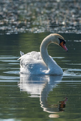 Fototapeta premium Swan in the lake