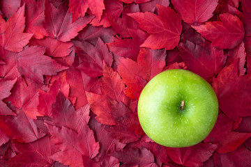 Green granny smith apple on a background of red maple leaves, fall background