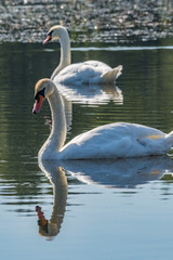 Swans in the lake
