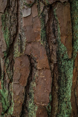 Pine tree bark closeup