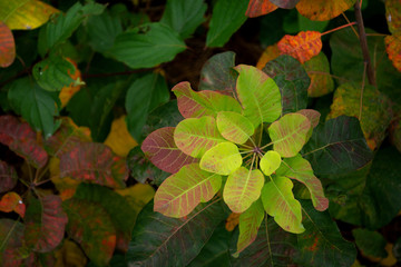 Leaves with yellow spot on bush in autumn forest 